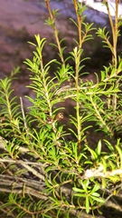 Kunzea serotina
