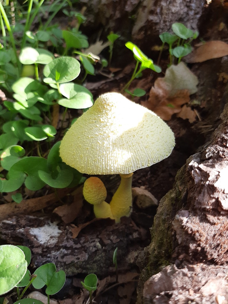 Flowerpot parasol