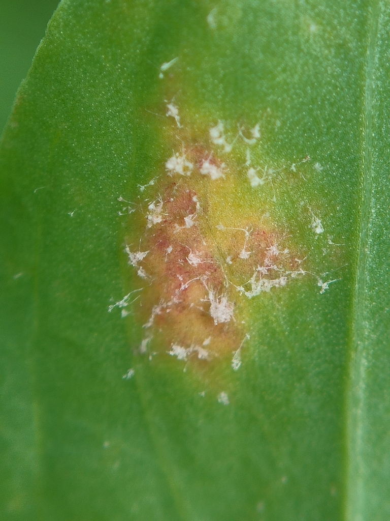 Peronospora polygoni
