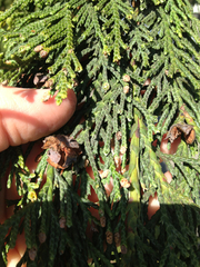Cupressus nootkatensis