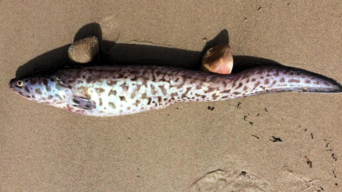 Ling (Genypterus tigerinus) — Ophidiidae — 2