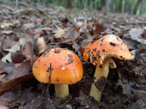 Caesar's mushroom