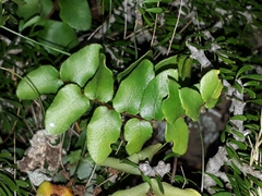 Pellaea calidirupium
