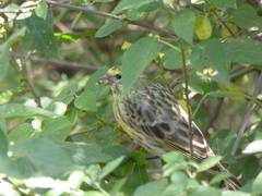 Crithagra dorsostriata