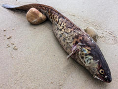 Genypterus tigerinus