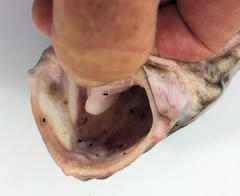 Genypterus tigerinus