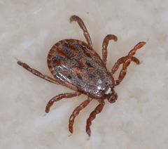 Dermacentor occidentalis