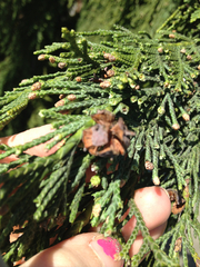 Cupressus nootkatensis