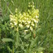 Pedicularis kaufmannii - Photo (c) Alexey P. Seregin, μερικά δικαιώματα διατηρούνται (CC BY-NC), uploaded by Alexey P. Seregin