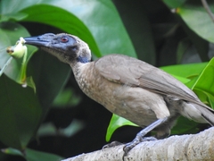 Philemon buceroides
