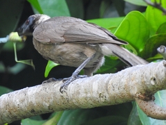 Philemon buceroides