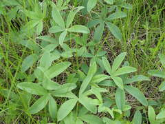 Potentilla alba