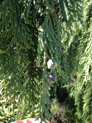 Cupressus nootkatensis