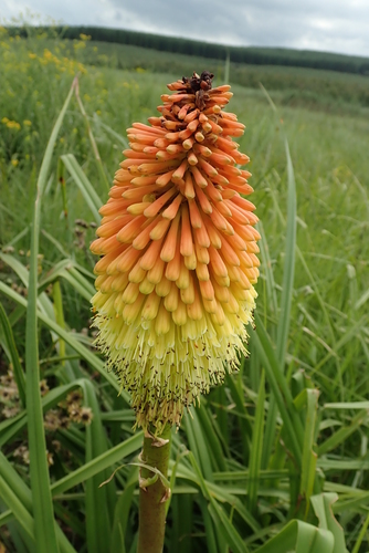 Image of Kniphofia tysonii by no rights reserved