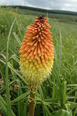 Kniphofia tysonii
