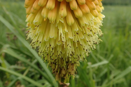 Image of Kniphofia tysonii by no rights reserved