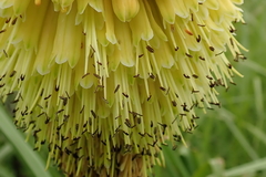 Kniphofia tysonii