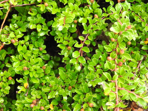 Cotoneaster ascendens, photograph 1