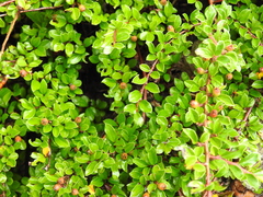 Cotoneaster ascendens, photograph author not stated, no rights reserved