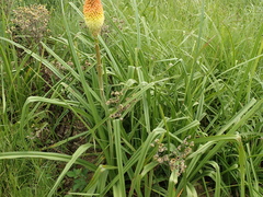 Kniphofia tysonii