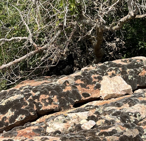 Turkey Vulture photographed in Utah
