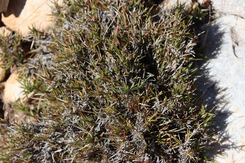 Image of Urochloa serrata by (c) Tony Rebelo, some rights reserved (CC BY-SA)