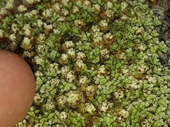 Raoulia parkii