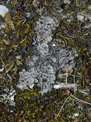 Myosotis brevis