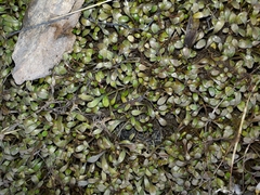 Glossostigma elatinoides