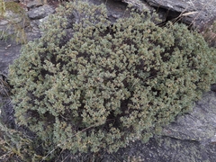 Pimelea aridula