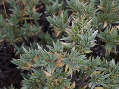 Pimelea aridula