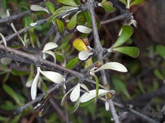 Olearia odorata