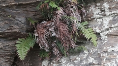 Cranfillia vulcanica