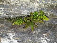 Asplenium richardii