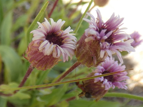Erigeron schleicheri