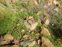 Oxalis pes-caprae sericea