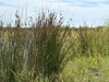 Rushes and Allies - Photo (c) Sebastian J. Dunkl, some rights reserved (CC BY-NC), uploaded by Sebastian J. Dunkl