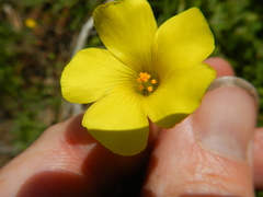 Oxalis pes-caprae sericea
