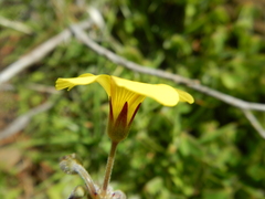Oxalis pes-caprae sericea