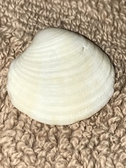 Chionopsis intapurpurea