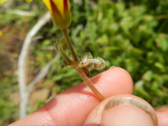 Oxalis pes-caprae sericea