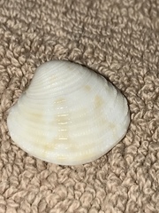 Chionopsis intapurpurea