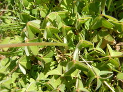 Oxalis pes-caprae sericea