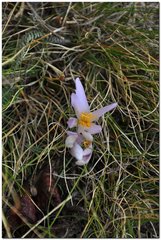 Colchicum umbrosum
