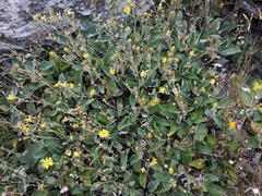 Brachyglottis lagopus