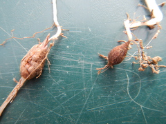 Oxalis pes-caprae sericea