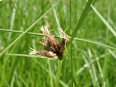 Bolboschoenus planiculmis