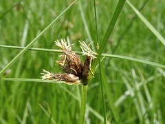 Bolboschoenus planiculmis