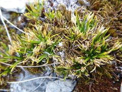 Colobanthus strictus