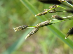 Scirpus radicans